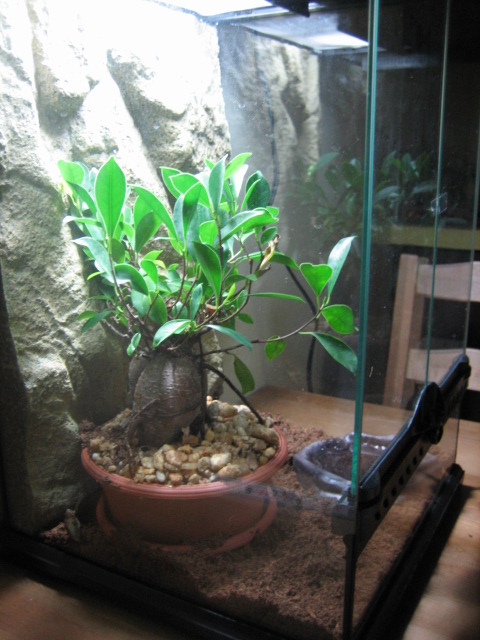 My frog terrarium