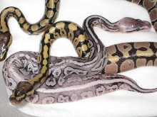 Pewter Female