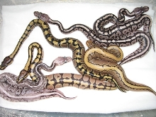 Multi morph clutch