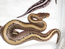 Pinstripe Male