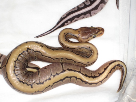 Pinstripe Male