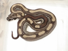 Partial Striped Motley
