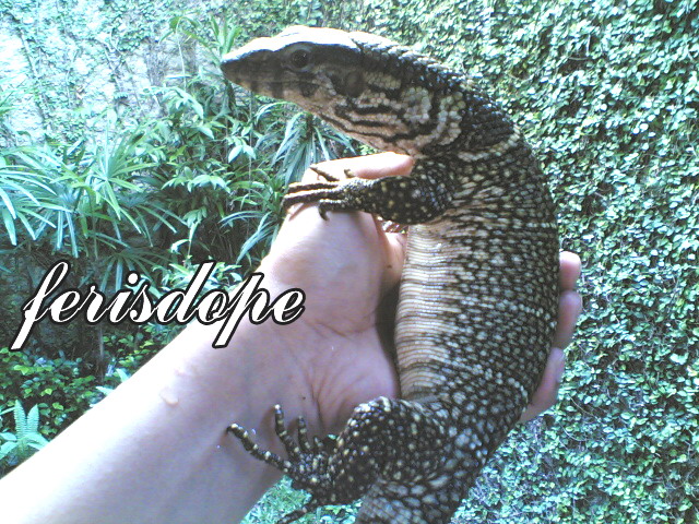 fatboy