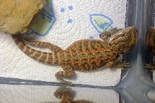another one of my new male