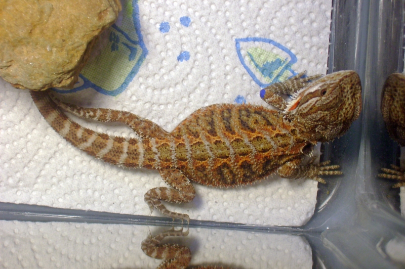 another one of my new male