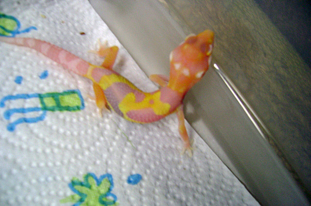 new tremper albino