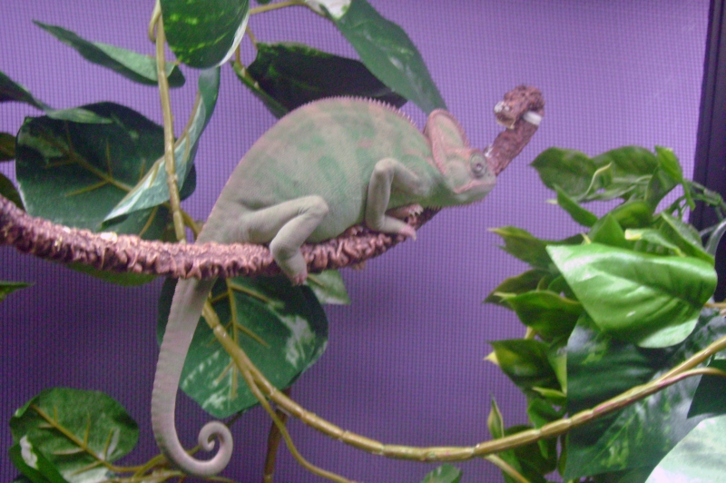 My 6 month old female veiled