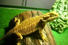 scarlet