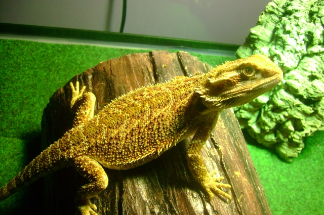 scarlet