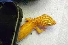My het raptor leo named Sunshine