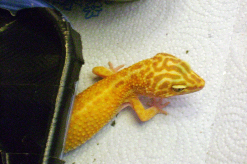 My het raptor leo named Sunshine