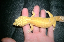 the new leo