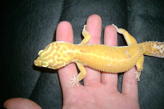 the new leo