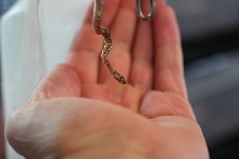 Dipsadoboa CB10 babys pic3