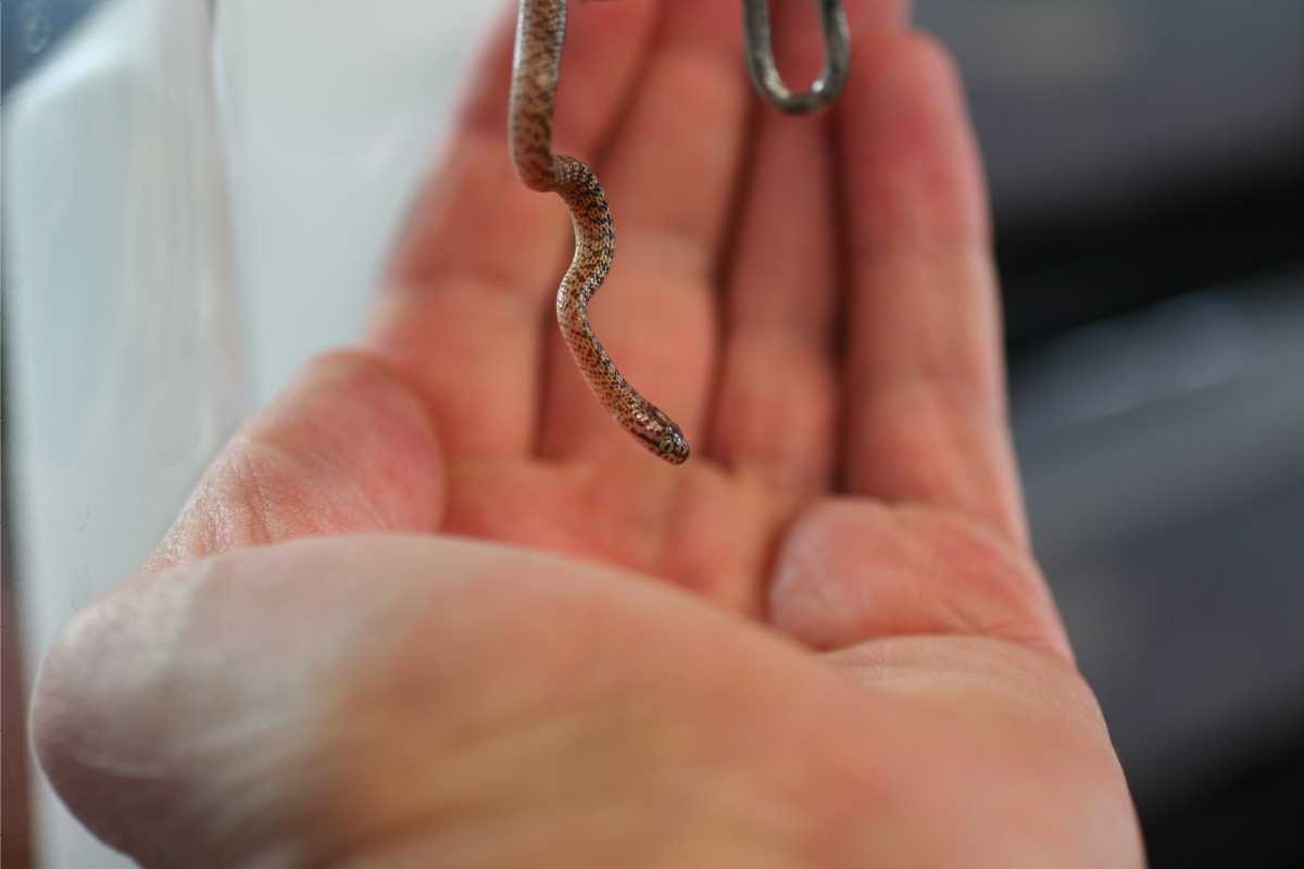 Dipsadoboa CB10 babys pic3