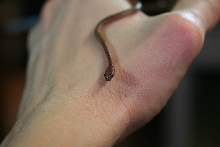 Dipsadoboa CB10 babys pic2