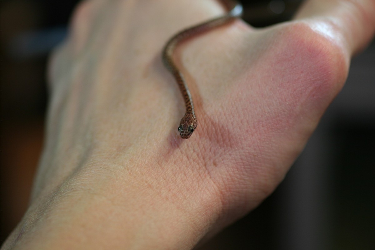 Dipsadoboa CB10 babys pic2