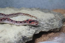 red male simus smile