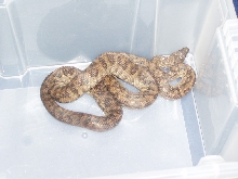 Epicrates inornatus