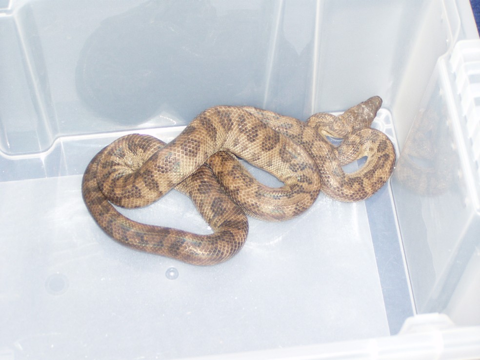 Epicrates inornatus
