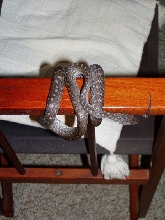 Epicrates s. fowleri female1