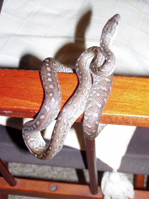 Epicrates s. fowleri female2