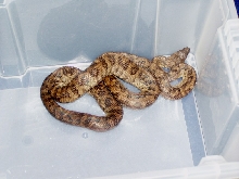Epicrates inornatus female