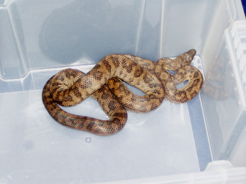 Epicrates inornatus female
