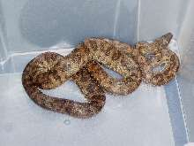 Epicrates inornatus2