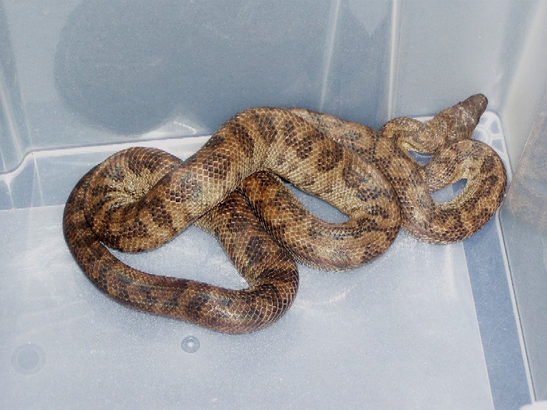 Epicrates inornatus2