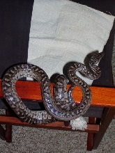 Epicrates s strigilatus female1