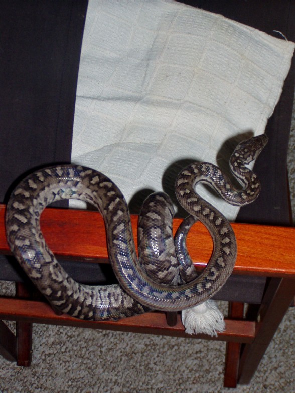 Epicrates s strigilatus female1