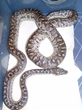 Epicrates s strigilatus female2