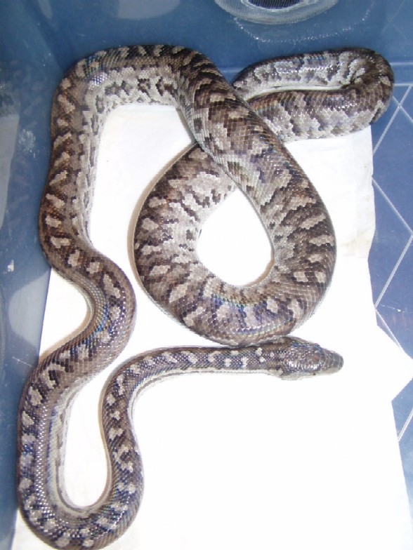 Epicrates s strigilatus female2