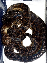 Epicrates subflavus female