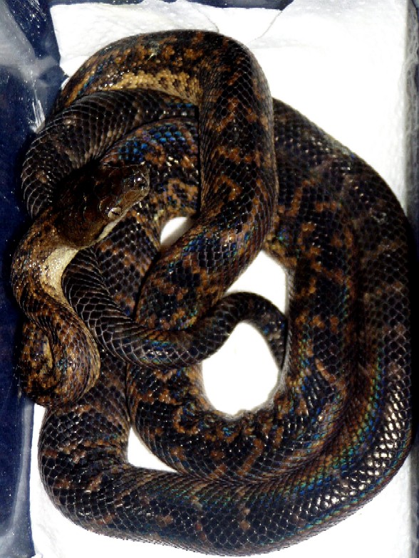 Epicrates subflavus female