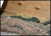 Female Croc Monitor