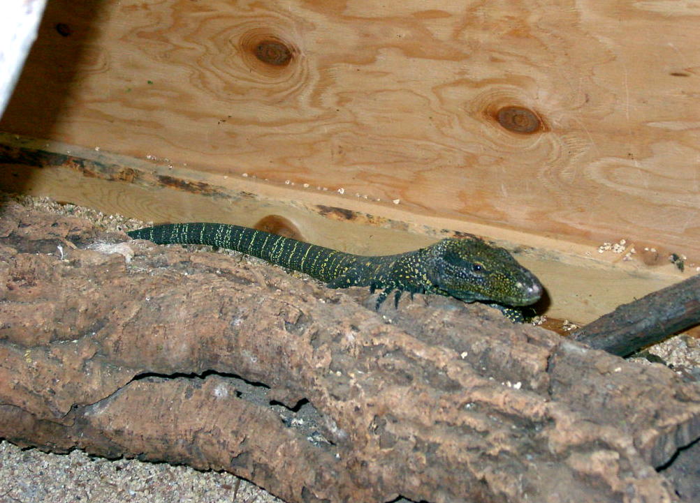Female Croc Monitor