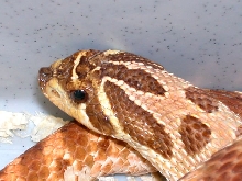 head