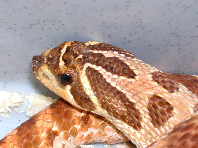 head