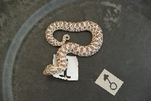 male1