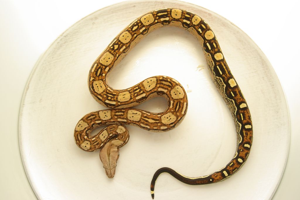 holdback1