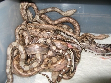 euro Aztec litter2014
