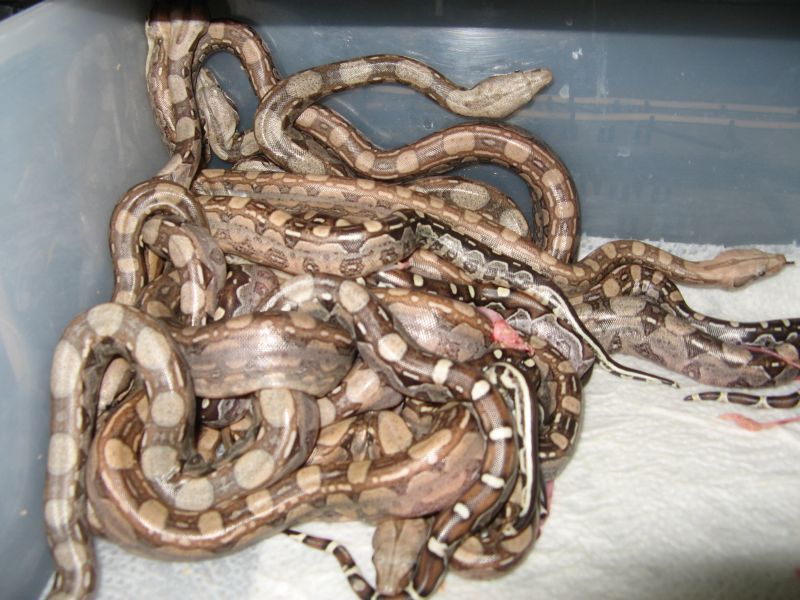 euro Aztec litter2014
