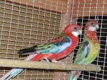 KIWI and TIKI