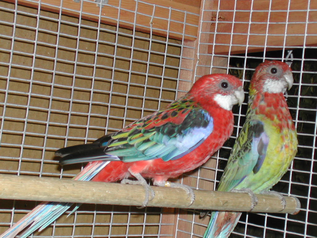 KIWI and TIKI