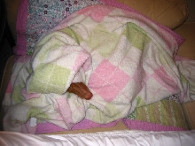 Justice ready for bed.
