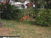Justice in yard.