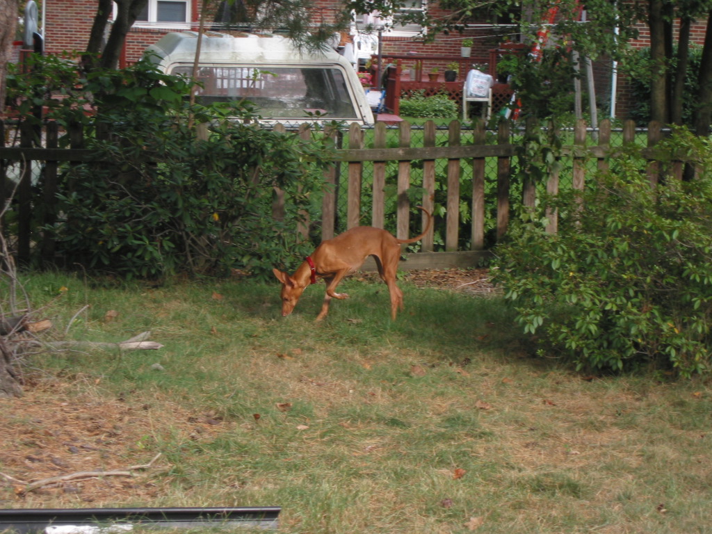 Justice in yard.