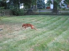 Justice running in the yard.